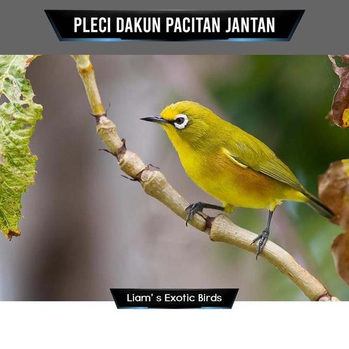 ready Burung Pleci Dakun Pacitan Pilihan Jantan Rawatan