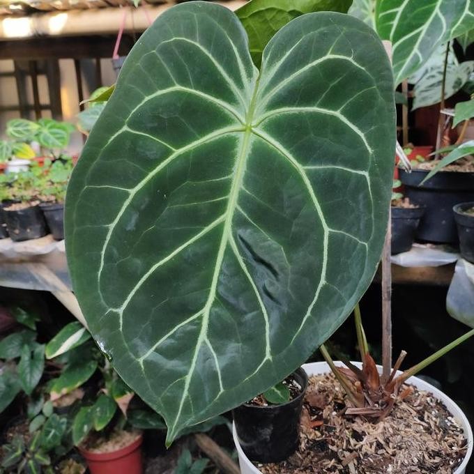 Anthurium King Of Spades Hybrid X Forgetii Papillilaminum White Stripe