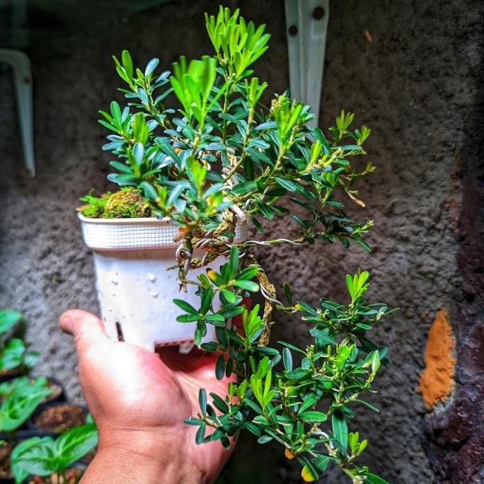 Bonsai Mame Boksus Herlandii Semi Cascade || Real Karakter Bonus Pot