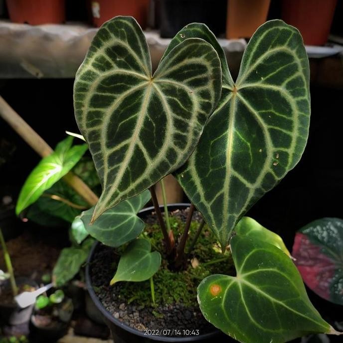 Anthurium King Of Clarinervium Sulanjana (Original)