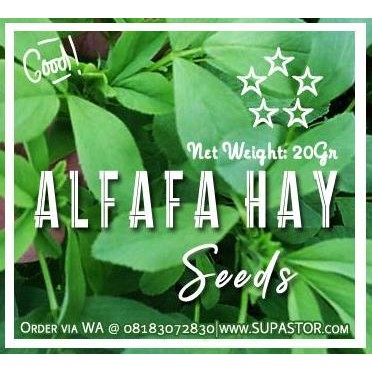Promo Benih Alfafa untuk Salad | Alfafa Seeds Microgreen for Salad COD