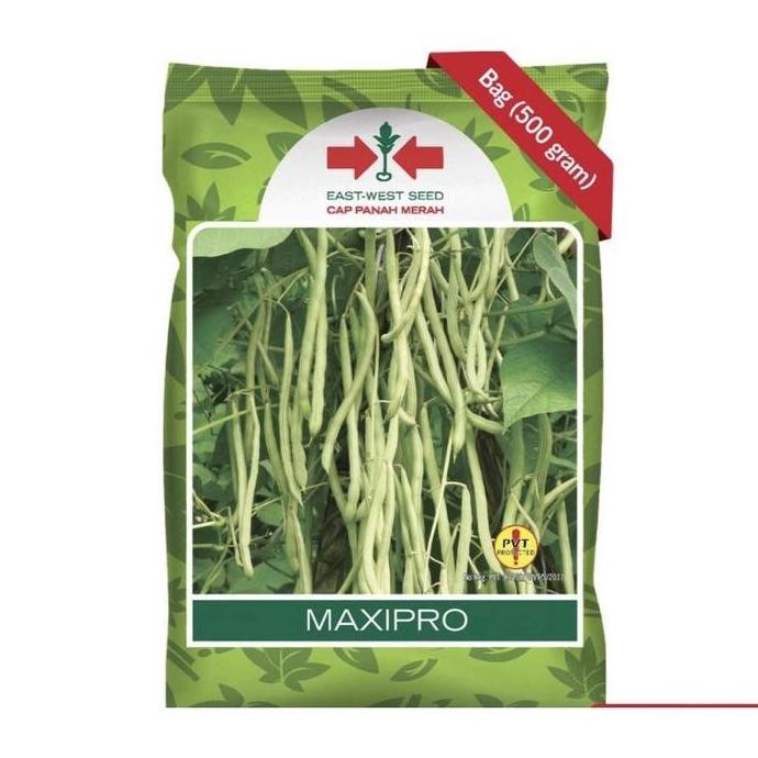 

Promo Benih buncis MAXIPRO 500 gram buncis maxi pro dari panah merah COD