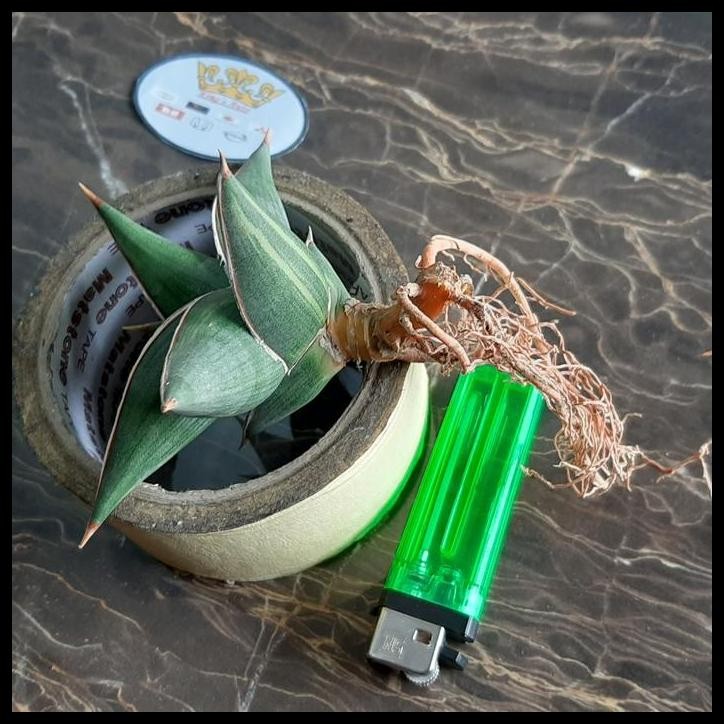 TERBARU SANSEVIERA PINGUICULA VARIGATA 