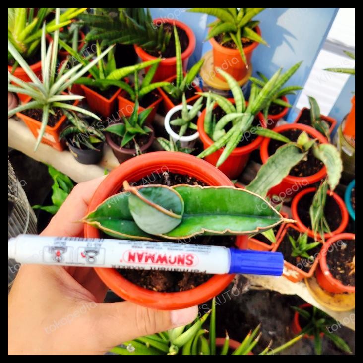 TERBARU SANSE SANSEVIERIA BANANA 12112023 