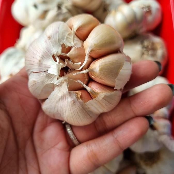 

Bawang Putih Banci 1 Kg / Honan 1Kg