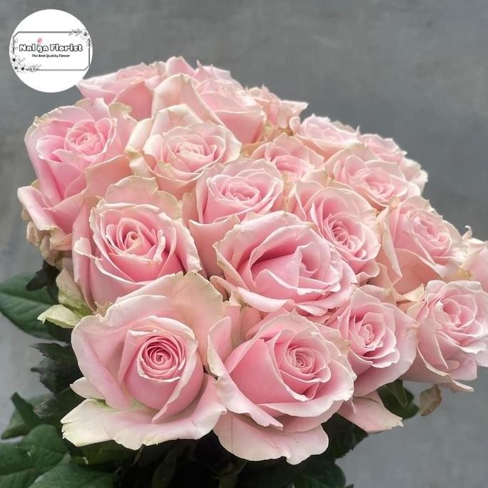 Rose Semi Holland Fresh ( Mawar Bandung Grade A) Pink Candy
