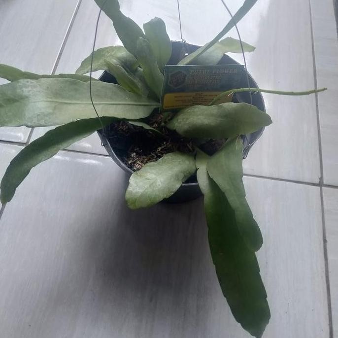 Wijaya Kusuma putih- bunga besar