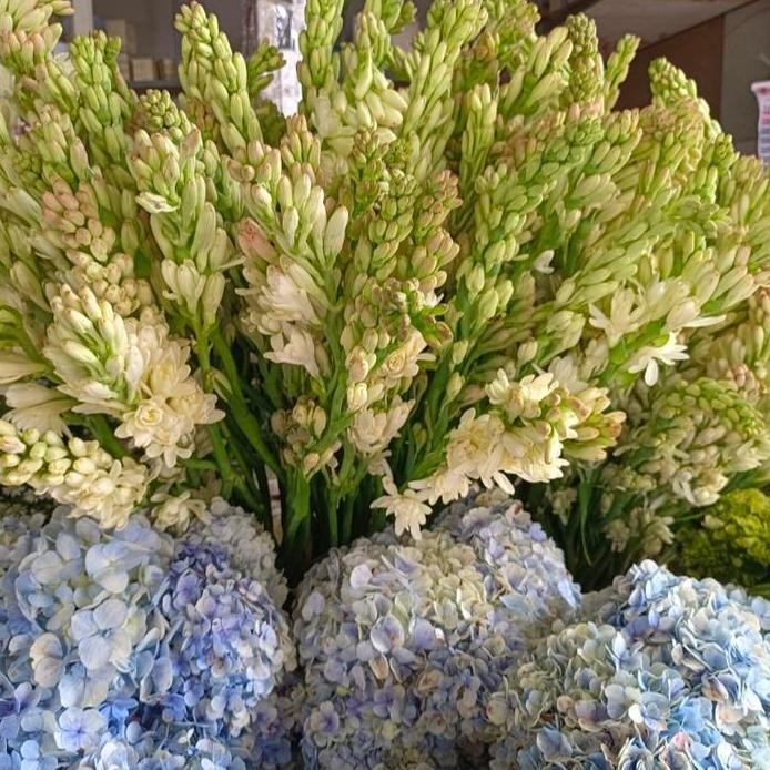 

sedap malam segar/bandung/wangi/harga 5 tangkai