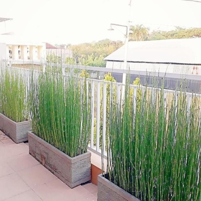 TANAMAN BAMBU AIR LIDI - TANAMAN PAGAR BAMBU AIR