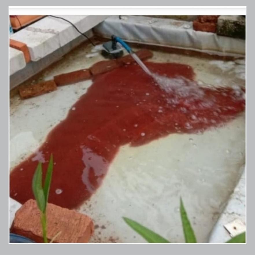 CACING SUTRA HIDUP 1LITER / PAKAN MAKANAN IKAN