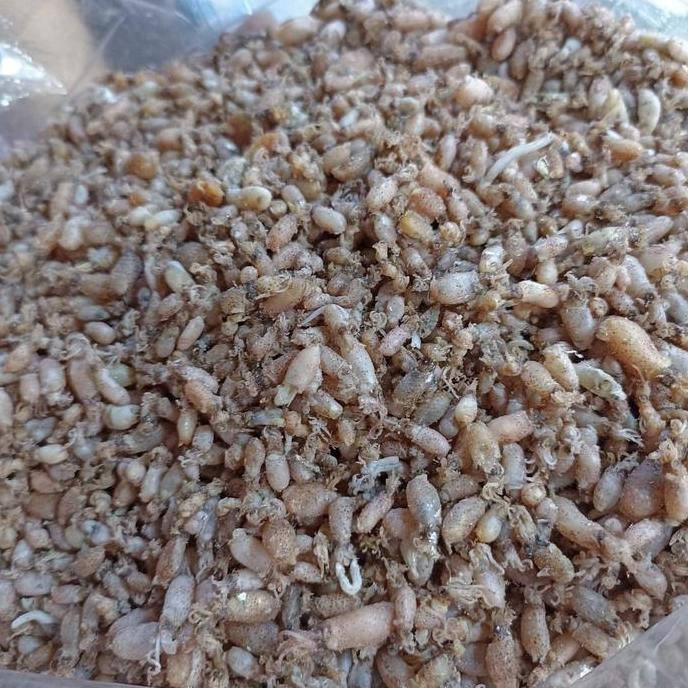 

Baby Cumi 500 gram / Cumi baby/ Cumi asin / Ikan Asin