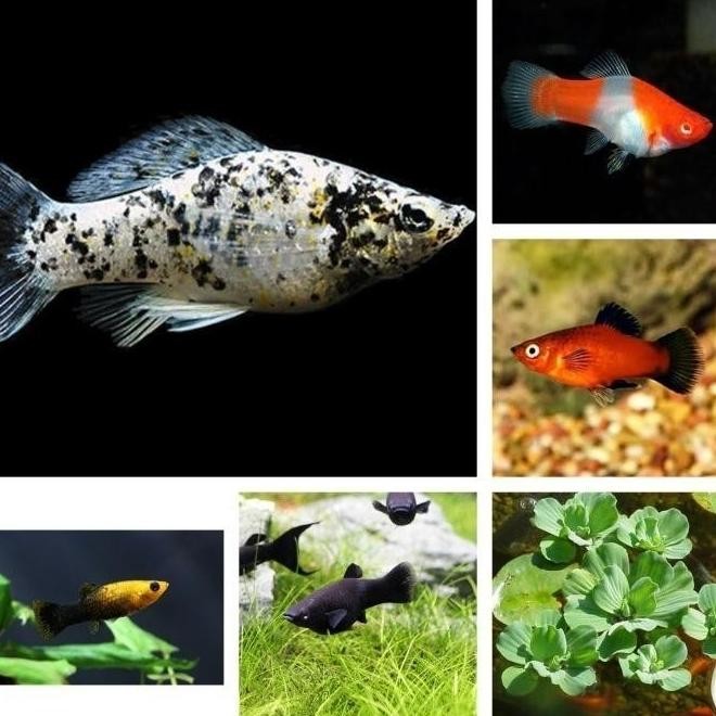 Paket Ikan Hias Molly 100 Ekor mix warna Ikan Air Tawar Aquarium