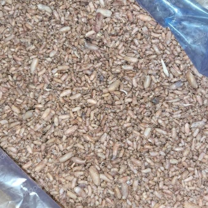 

New Trend! Baby Cumi/Cumi Baby/Cumi Asin Medan/Ikan Asin Medan 500Gr Sale