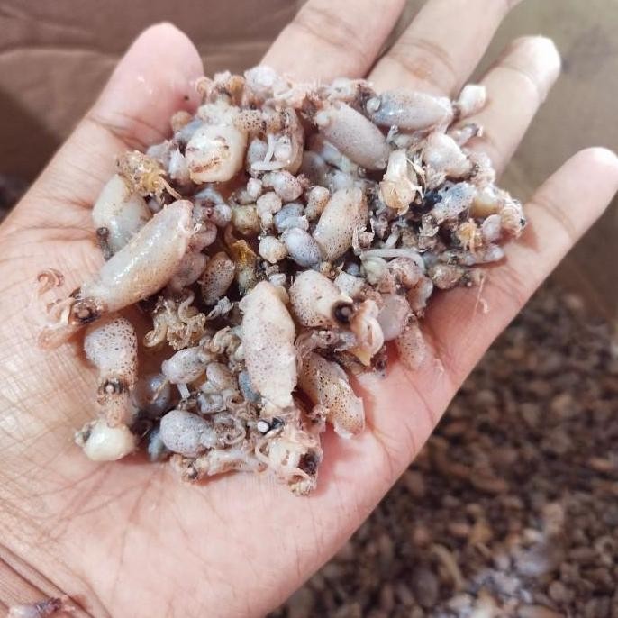 

Ikan Asin Baby Cumi Kering Lampung