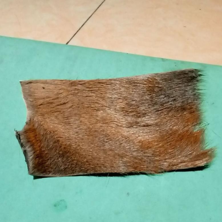 

kulitkijang asli atau kidang DiM