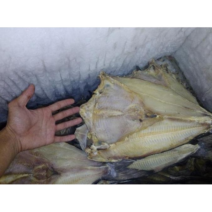 

Ikan Asin Jambal Roti Asli Kualitas Premium Khas Pangandaran 1 kg