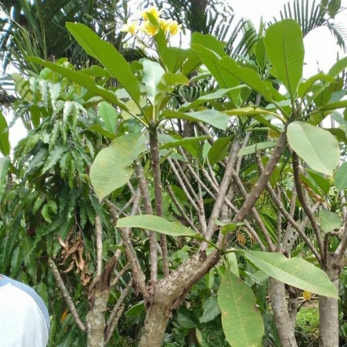 Tanaman Kamboja Bunga Kuning Tinggi 2 Meter Batang Seperti Gambar Termurah Best Quality 100% Origina