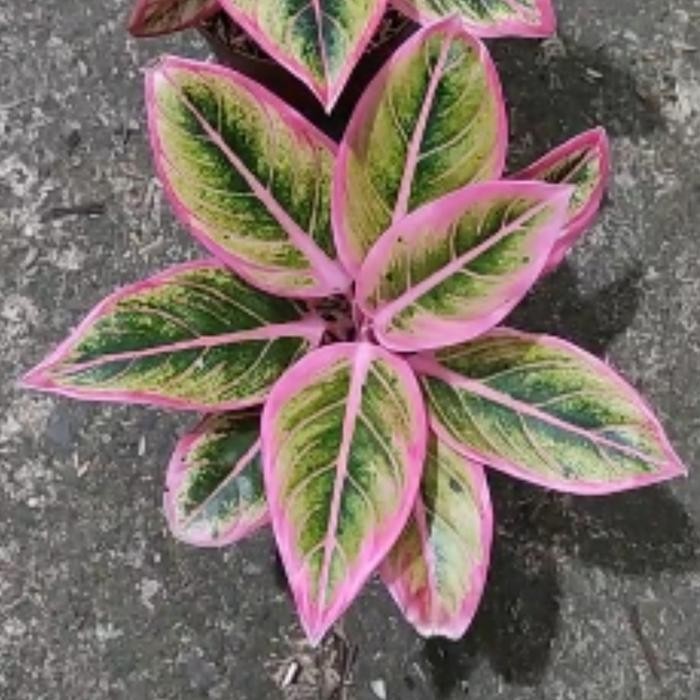 Tanaman Hias Aglonema Lotus Delight Termurah Best Quality 100% Original