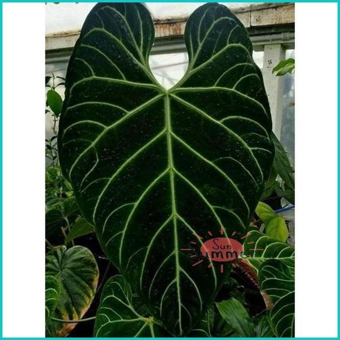 Promo Anthurium Regale Peru Cutting Tunas - Tanaman Hias Bibit Terlaris Best Quality 100% Original