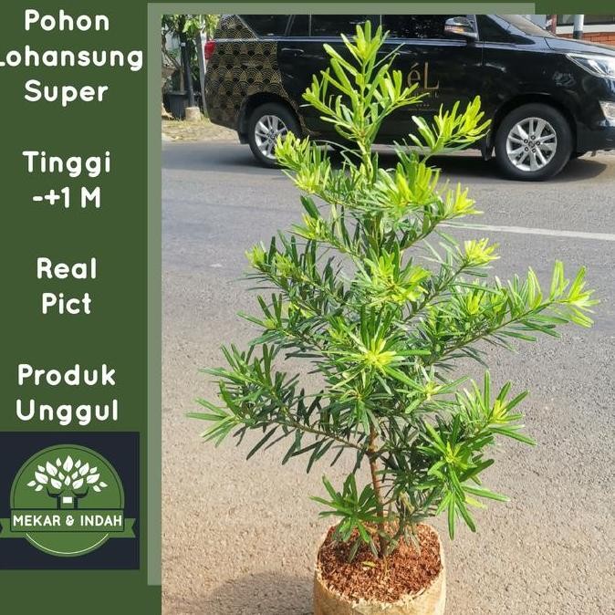 BEBAS ONGKIR - Tanaman hias lohansung taiwan / pohon lohansung BESAR kualitas satu