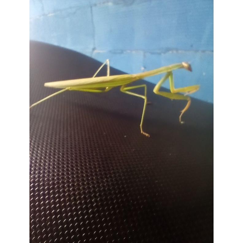 belalang sembah (sentadu) DiM