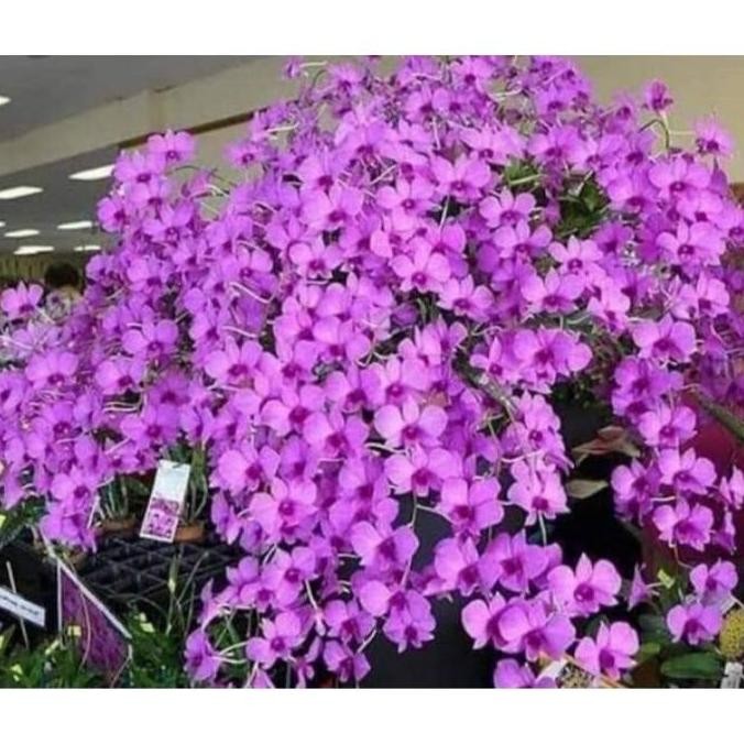 anggrek dendrobium bunga larat dewasa