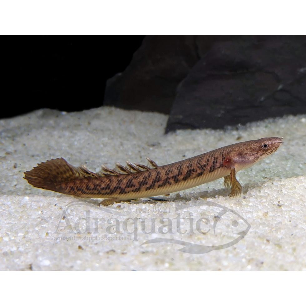 (INSTANT BANDUNG) IKAN HIAS PALMAS TEUGELSI POLYPTERUS BICHIR AIR TAWAR DiM