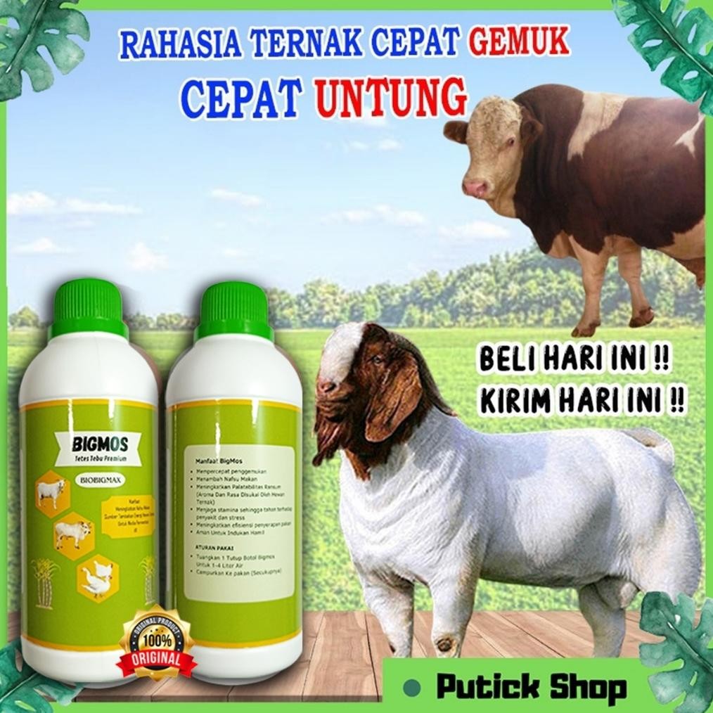 Vitamin Kambing Biar Gemuk BIGMOS ORIGINAL Obat Kambing Cepat Gemuk / Penggemuk Kambing, Penggemuk S