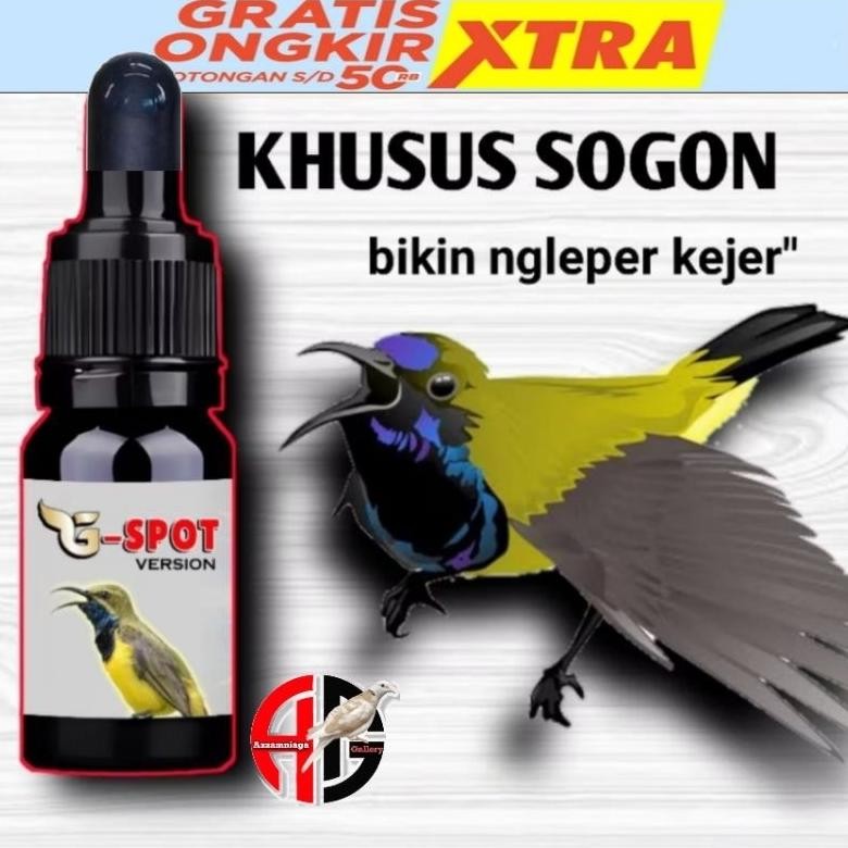G SPOT METABOLISME PENGGACOR BURUNG SOGON PLECI BURUNG OCEHAN G SPOT DiM