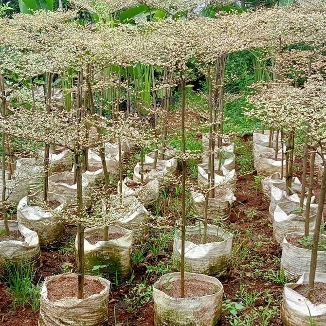 TERMURAH - Ketapang kencana variegata
