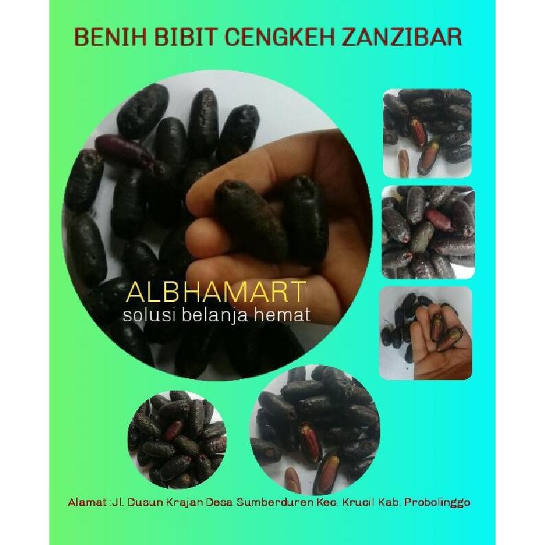 Benih Bibit Cengkeh Zanzibar Berkualitas Super 1Kg - Benih Unggul Siap Tanam