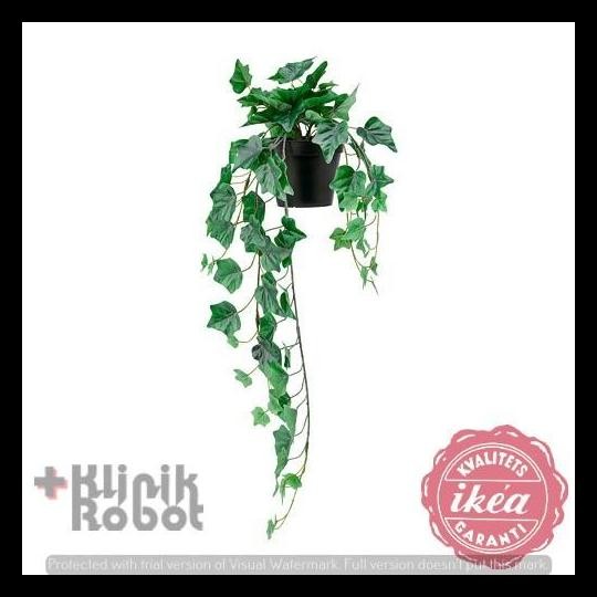 HOT DEAL HEDERA HELIX IVY TANAMAN MERAMBAT TIRUAN T69CM POT 12CM 