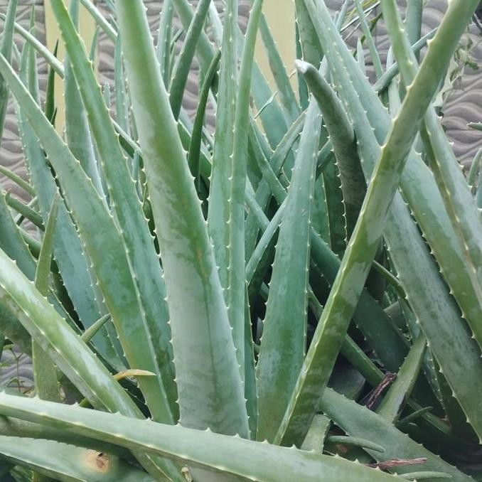 Tanaman lidah buaya jumbo kalimantan ukuran sedang PS