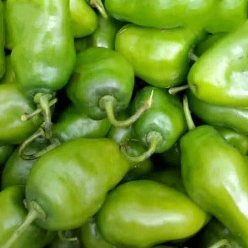 

Inspiratif Cabe Gendot Segar Super Besar Isi 500Gr