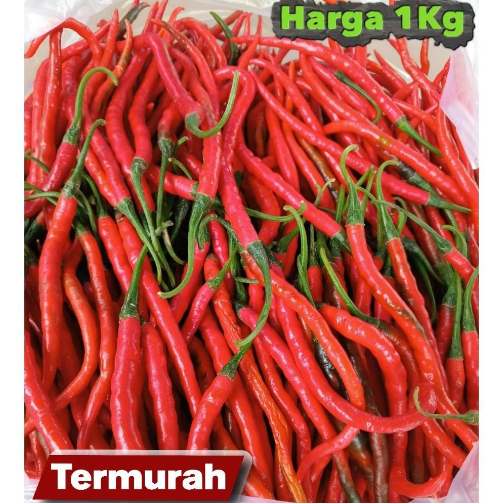 

Rekomendasi [ Jatim Saja ] Cabe Merah Keriting 1Kg / Cabe Keriting Merah 1Kilo / Cabai Keriting 1Kg Fresh Segar Panen Langsung Dari Petani