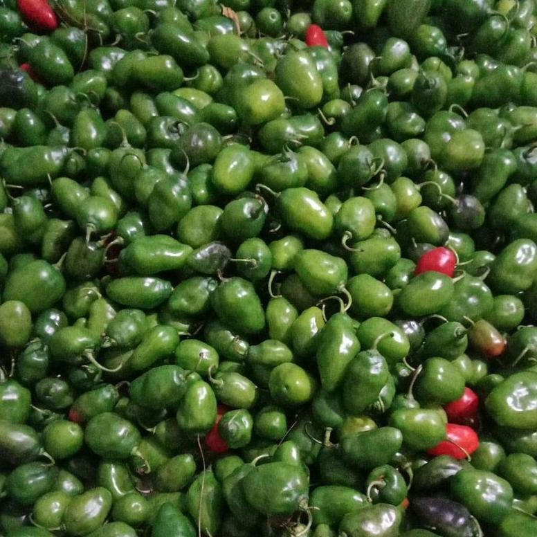 

Berkualitas Cabe Gendot 1Kg, Cabe Lombok, Cabe Gendol