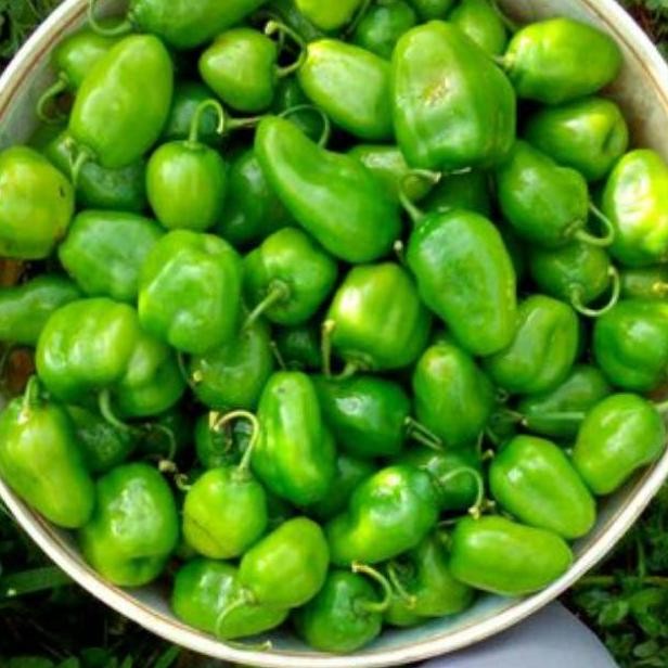 

Terjangkau Cabe Gendot / Cabe Bendot / Cabe Gendol / 1 Kg / Fresh / Segar / Sayuran / Cabai