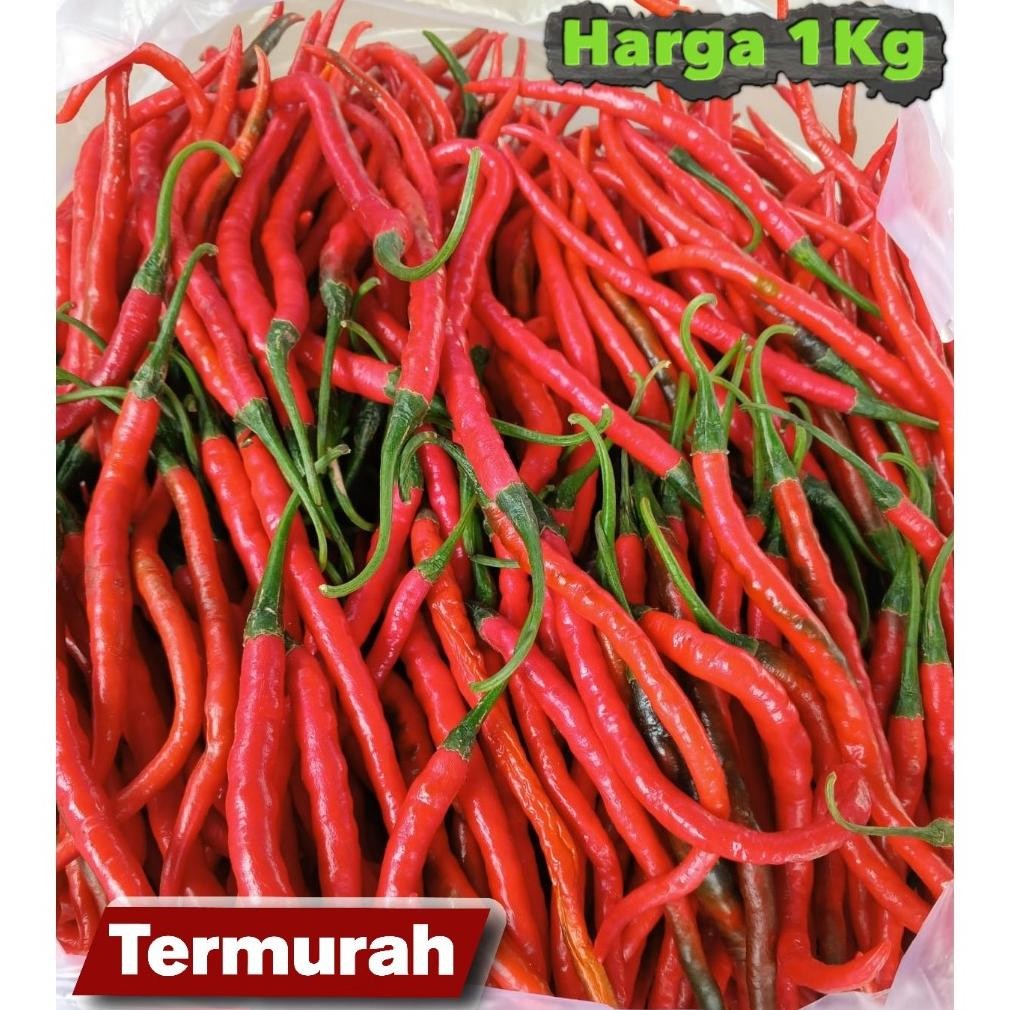 

Paling Laris [ Jatim Saja ] Cabe Merah Keriting 1Kg / Cabe Keriting Merah 1Kilo / Cabai Keriting 1Kg Fresh Segar Panen Langsung Dari Petani
