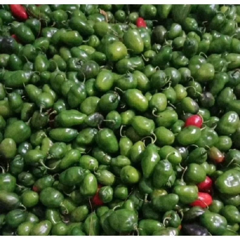 

Kualitas Tertinggi Pete Cabe Gendot || Pete Pata Termurah 10Papan