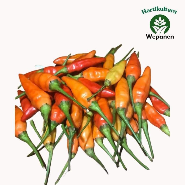 

Terbatas Cabe Rawit Ori Super Fresh Ori Sleman 1Kg