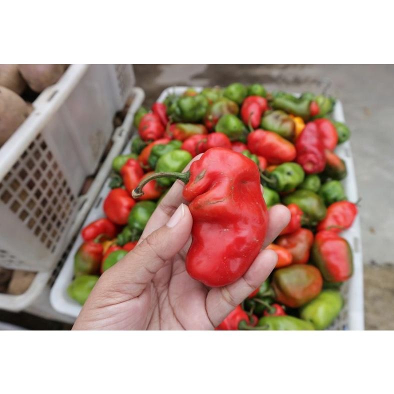 

Termurah Cabe Gendot 1 Kg (Fresh Promo)