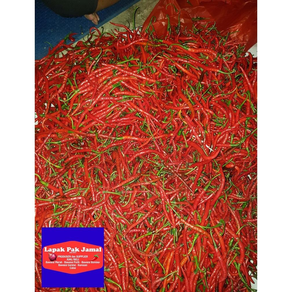 

Wajib Miliki Cabai Merah Keriting - 1 Kg - Lpj