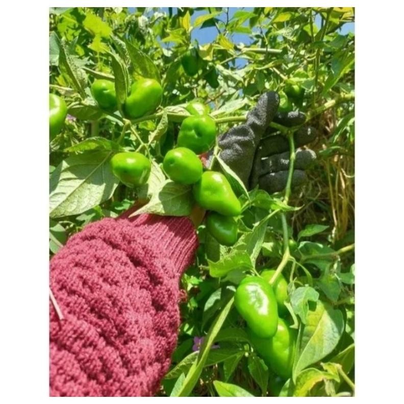 

Solusi Pete Cabe Gendot || Pete Pata Termurah 10Papan