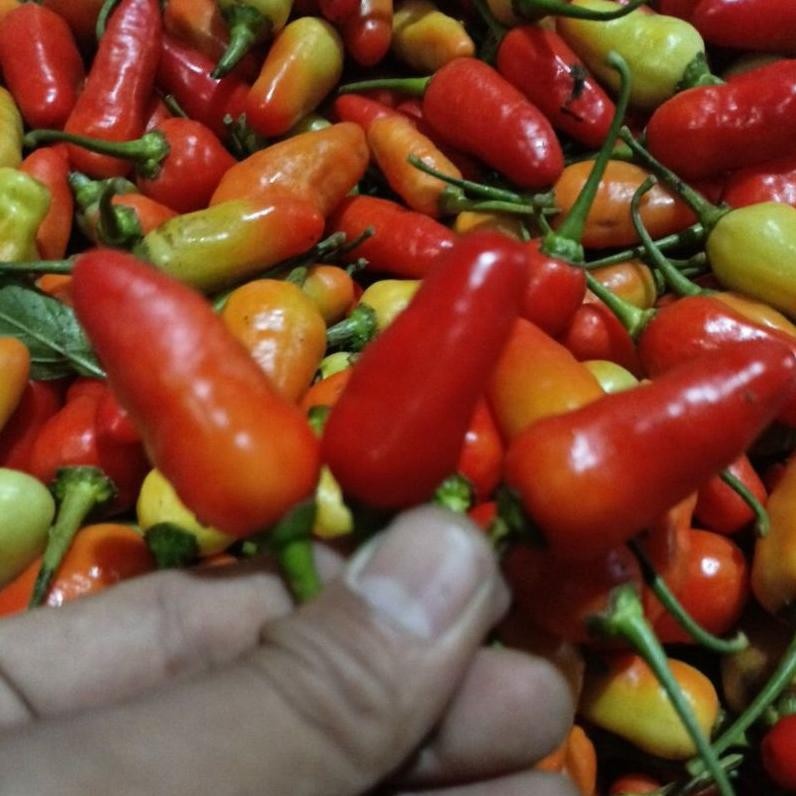 

Inovatif Cabe Rawit Fresh 1-Kg Lato-Lato