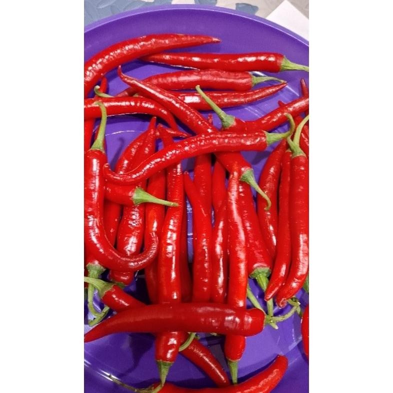 

New Arrival Cabe Merah Besar Tw Beauty Pedas Merah 1 Kg