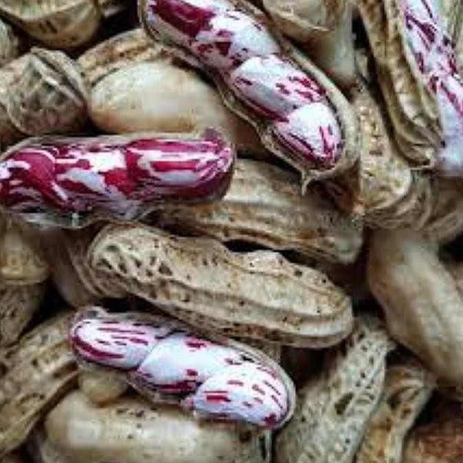 

TERMURAH KACANG LURIK RASA MADU 1KG KACANG OVEN MANIS RENYAH