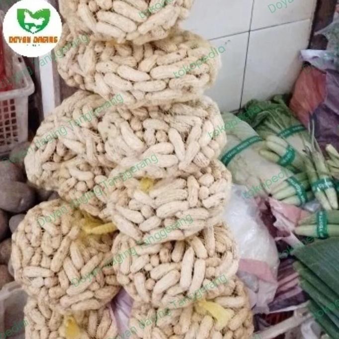 

TERMURAH KACANG TANAH MADU MENTAH | KULIT BERSIH SEGAR SIAP OLAH