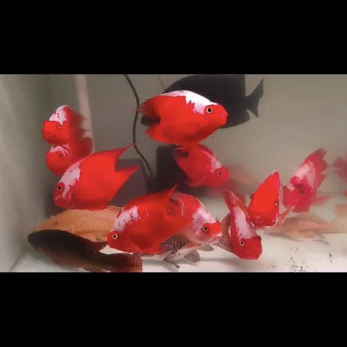 ready KING KONG PARROT SANTA 14cm merah cabe