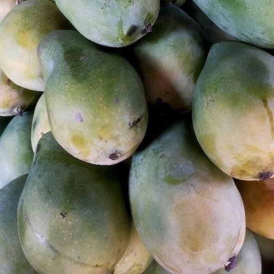 

Cod Mangga Harum Manis I-81