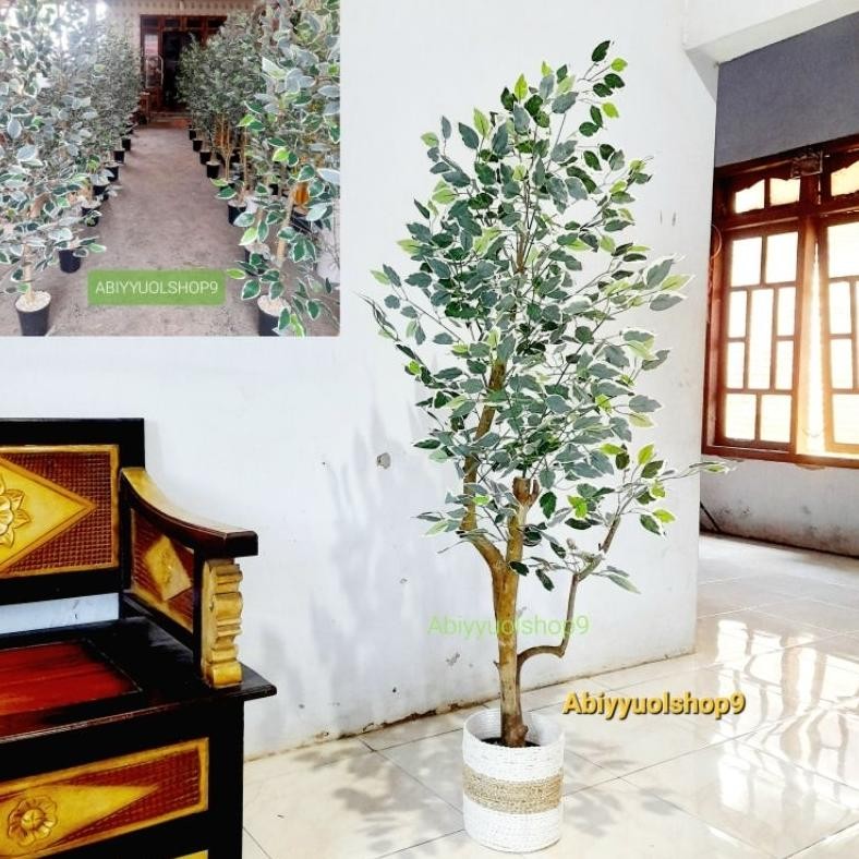 Pohon Beringin Varigata Artificial || Daun Beringin Varigata || Pohon WILLOW || Dekorasi ruangan Poh